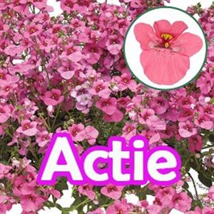 Bild von Diascia P12 "Actie" Antique Rose